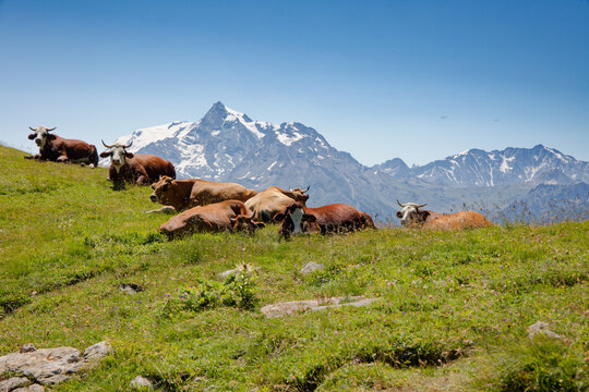 vache en montagne