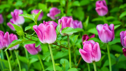Fototapeta premium Pink tulips blooming in a lush green garden, surrounded by vibrant foliage and soft natural light illuminating the flowers