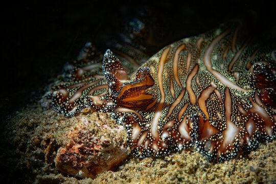 Persian Carpet Flatworm - Pseudobiceros bedfordi - Perserteppich Strudelwurm