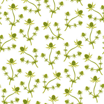 Seamless repeating floral pattern. Isolated branches of beautiful eryngium flowers on a white background. Suitable for textiles, backdrops, and paper. Vector illustration.