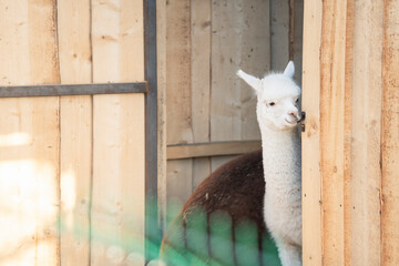 Cute shy white alpaca peeking out from stable door  © Макс Босацький