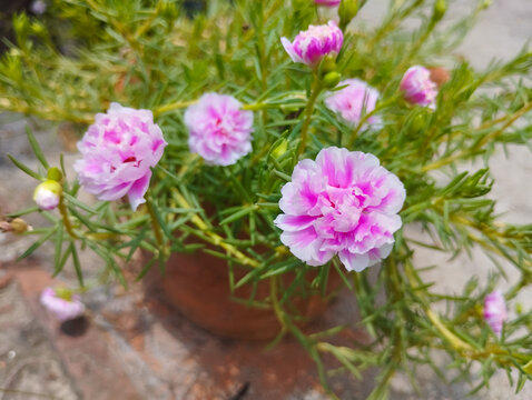 Pink And White Moss Rose Flowers Blooming