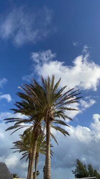 Vertical time-lapse video of a palm tree silhouetted against a bright blue sky as clouds roll overhead. Tropical nature footage capturing changing weather, movement and a relaxing outdoor atmosphere.