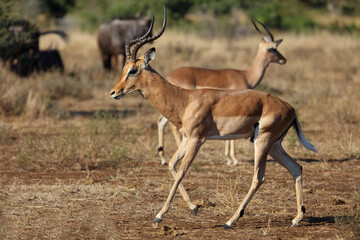 Naklejka premium Schwarzfersenantilope / Impala / Aepyceros melampus