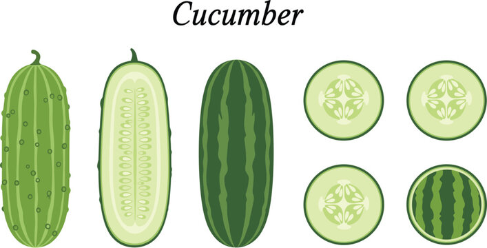 Cucumber flat vector set with label. Whole and sliced green cucumbers collection. Fresh organic vegetable illustration for food, salad and grocery design.