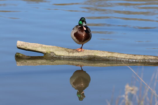 rather comical image of male mallard (Anas platyrhynchos)