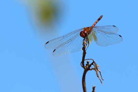 Libelle / Dragon-Fly / Anisoptera