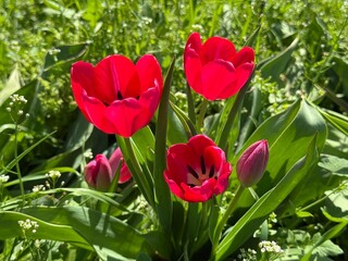 Fototapeta premium Red tulips in the garden