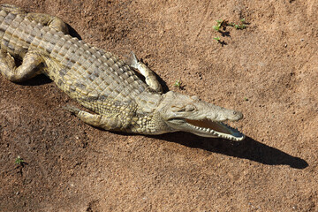 Fototapeta premium Nilkrokodil / Nile crocodile / Crocodylus niloticus
