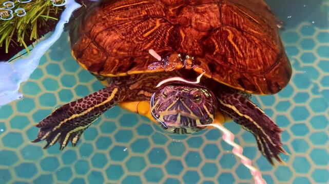 A turtle moves through clear water in a home aquarium. It explores plants and rocks while bubbles come to the surface. Bright light shines on its shell and skin.