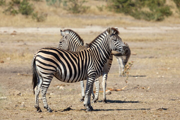 Fototapeta premium Steppenzebra / Burchell's zebra / Equus quagga burchellii