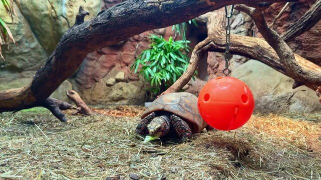 A turtle is moving around in its habitat at a zoo. It is exploring the area and looking at a red ball hanging from a branch. The setting includes natural elements.