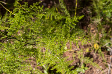 Fototapeta premium Close up of green fluffy branches of an asparagus fern plant growing in the garden.