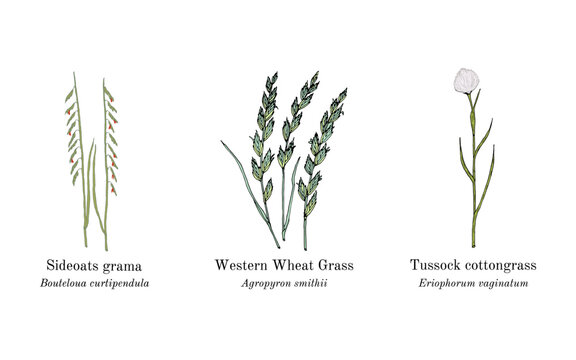 Collection of edible and medicinal plants. Hand drawn botanical vector illustration
