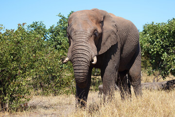 Fototapeta premium Afrikanischer Elefant / African elephant / Loxodonta africana