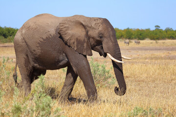 Obraz premium Afrikanischer Elefant / African elephant / Loxodonta africana
