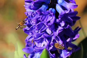 bee on blue hyacinthus © TwilightArtPictures