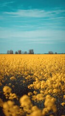 Fototapeta premium Golden Yellow Flower Field Under Blue Sky