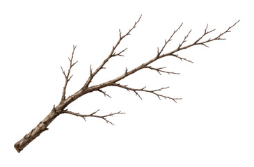 Fototapeta premium PNG Natural dry branch on white