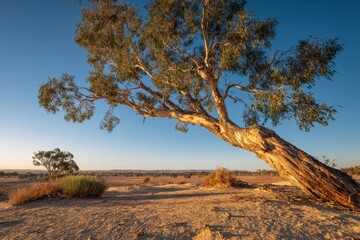 Naklejka premium Dramatic lean of a eucalyptus tree against an open sky and rugged ground