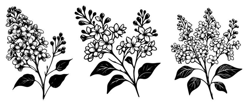 Lilac Flower Branches Set Spring Syringa Botanical Floral Elements Vector Illustration