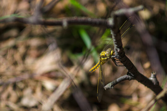 Female black-tailed skimmer dragonfly, Orthetrum cancellatum, perched on a dry tree branch in a forest, macro photography of yellow dragonfly in natural habitat.
