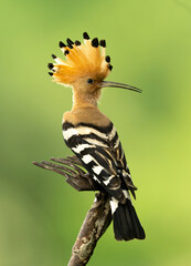 Eurasian hoopoe bird in early morning light ( Upupa epops ) © Piotr Krzeslak