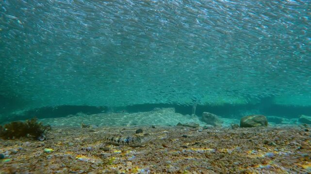 Hidden danger: Two Lizardfish perfectly camouflaged in sand under vast ceiling of spawning Silversides Atherina, men diving from shore into water disperse this school and predators hunting it