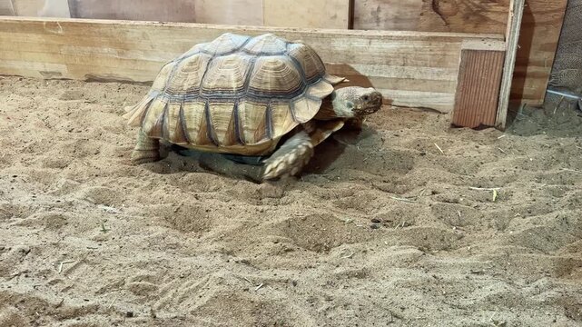 A tortoise crawls on the sand in an indoor setting. The tortoise uses its legs to push forward, exploring its surroundings. Light filters into the area from the side.