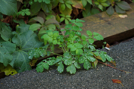 The greater celandine (lat. Chelidonium majus), of the poppy family (Papaveraceae). Samara, Central Russia.