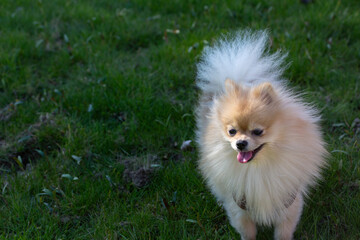 Obraz premium Cream Pomeranian dog running through a green grass field. Action shot of a fluffy Spitz breed playing outdoors in natural sunlight with tongue out and happy expression.