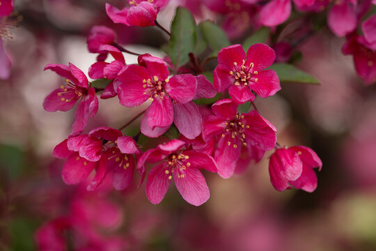 Pink Cherry blossom 