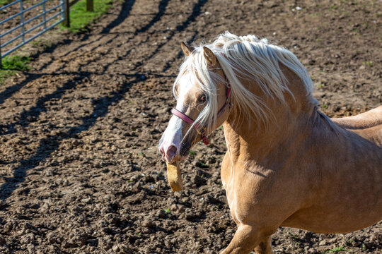 Welsh Section C Stallion in Palomino colour playing with a sponge. Portrait of a Welsh Pony of Cob Type with flaxen mane and pink halter in a paddock.