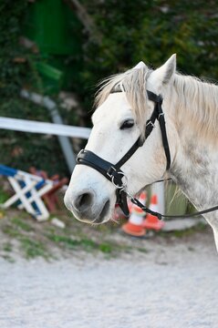 portrait of a horse
Close-up portrait of a white horse wearing a black leather halter at an equestrian stable.