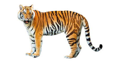 Obraz premium Isolated tiger walking forward, majestic wild animal with black stripes on orange fur looking fierce
