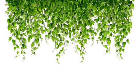 Bush grape or three-leaved wild vine cayratia (Cayratia trifolia) liana ivy plant bush, nature frame jungle border © MARUF Ahmed