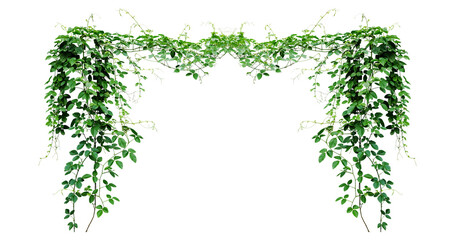 Bush grape or three-leaved wild vine cayratia (Cayratia trifolia) liana ivy plant bush, nature frame jungle border © MARUF Ahmed