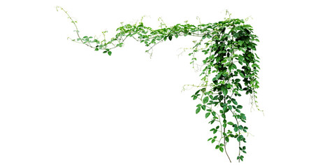 Bush grape or three-leaved wild vine cayratia (Cayratia trifolia) liana ivy plant bush, nature frame jungle border © Design Zone