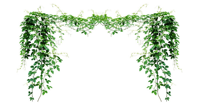 Bush grape or three-leaved wild vine cayratia (Cayratia trifolia) liana ivy plant bush, nature frame jungle border