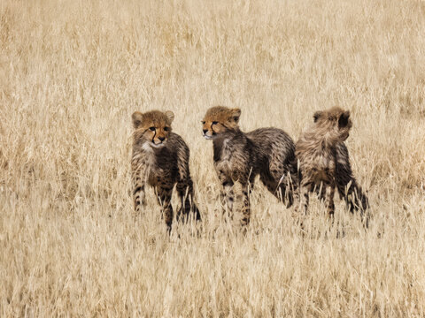 Three Young Cheetah Cubs Standing in Dry Tall Grass golden sun-bleached