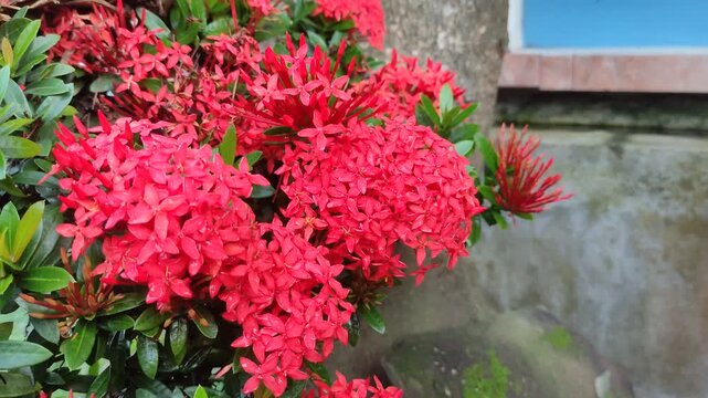 Red Asoka flower (Ixora Chinensis) blooming in a tropical garden environment. These ornamental plants, also known as jungle geranium or asoka.