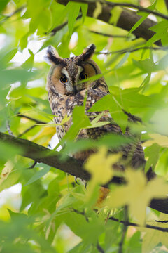 Northern long-eared owl (Asio otus) in a American sweetgum tree