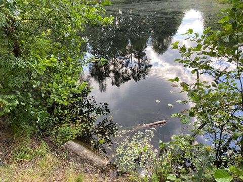 Peat lake or swamp in the forest. Dark karst lake, water surface covered algae. Woodland natural sinkhole filled with water