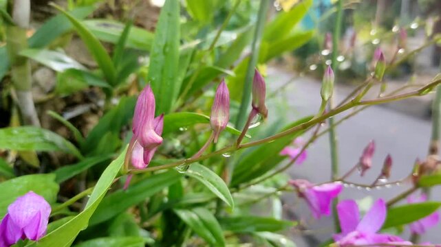 Close up of young purple dendrobium orchid buds glistening with fresh morning dew drops. The delicate details of the flowers against a soft, blurred green garden background. 