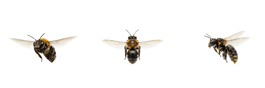 Set of Flying Mining Bees Isolated on Transparent Background PNG