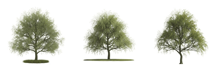 Set of Deciduous Willow Trees - Weeping Green Leafy Tree Isolated PNG Clipart © Shambo