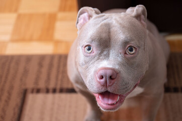 Obraz premium A dog looks directly at the camera with an open mouth, captured in a closeup view. The expression is friendly and expressive.