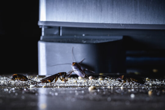cockroach eating leftover dirt on a kitchen floor, night photography, cockroach at night in the kitchen, Cockroaches Infestation on Kitchen Floor at Night