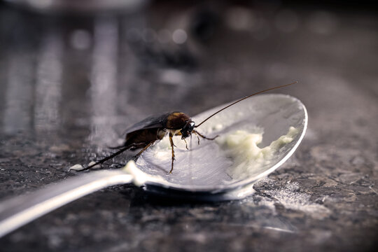 Household Pest Infestation with Cockroaches on Dirty Floor