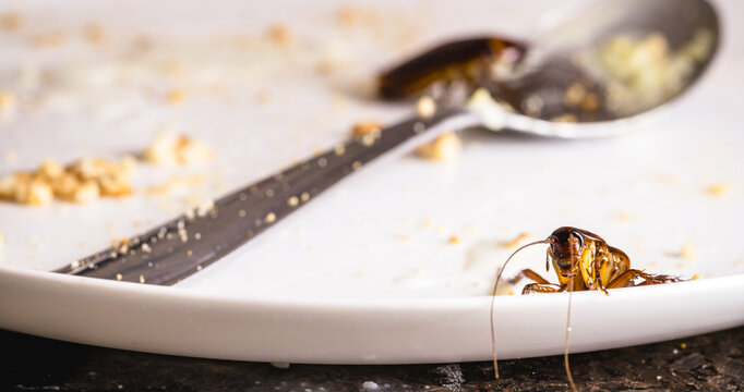 close-up of a cockroach eating leftover food on a dirty plate, risk of infection and contagion by harmful insects, need for detection due to health risk